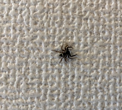 よく家の中にいる蜘蛛